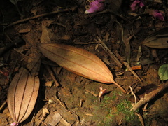 Andesanthus lepidotus