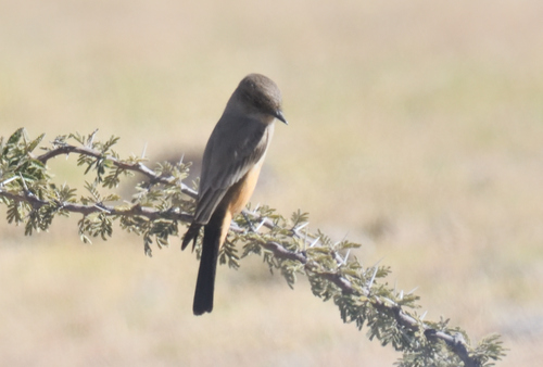 Say's Phoebe