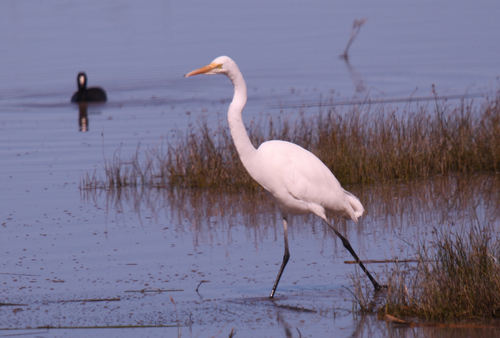 Great Egret