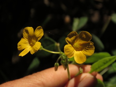 Oxalis integra