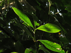 Hedyosmum