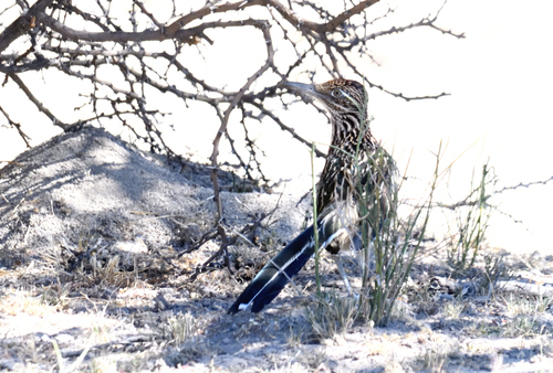 Greater Roadrunner