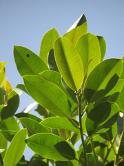 Sapium stylare