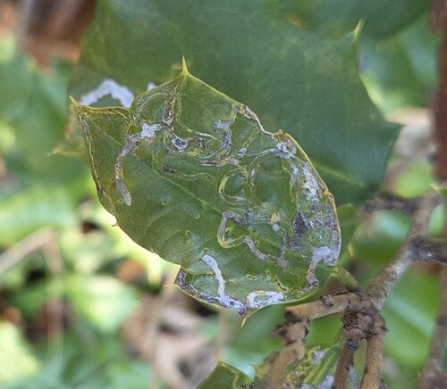 Unknown species found near Franklintown, Baltimore, MD, USA