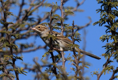 Clay-colored Sparrow