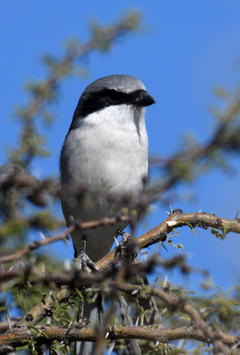 Loggerhead Shrike