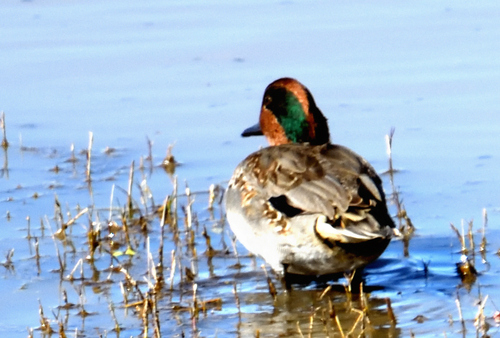 Green-winged Teal