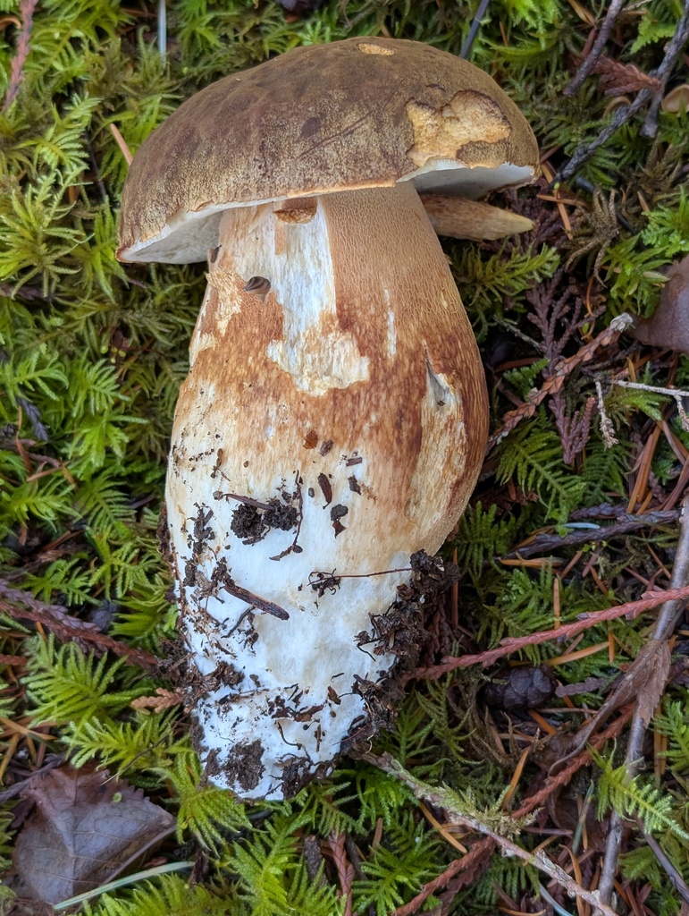 Boletus fibrillosus