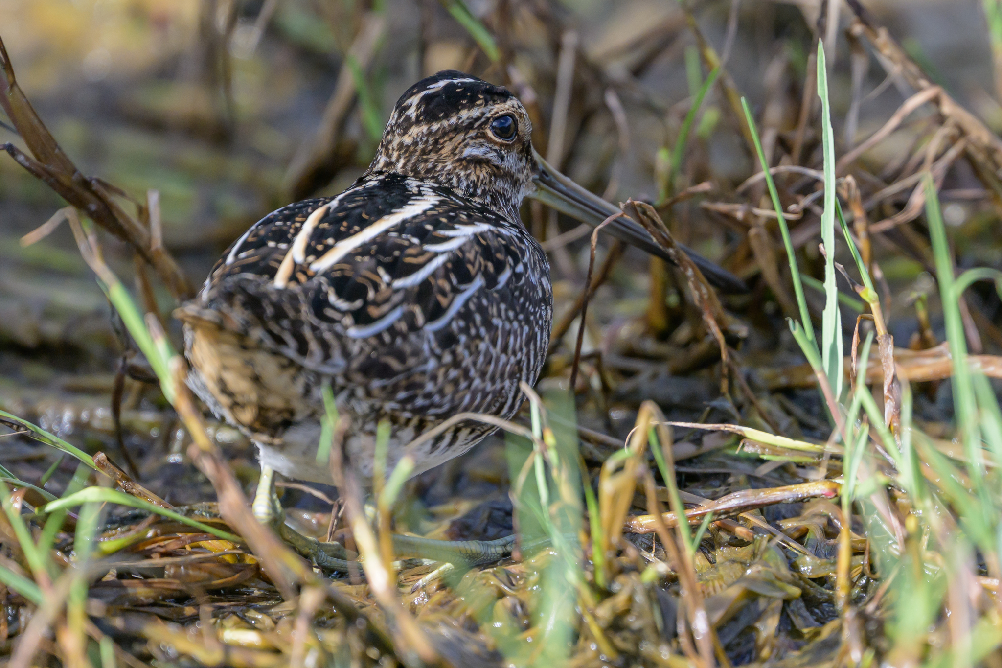 Wilson's Snipe