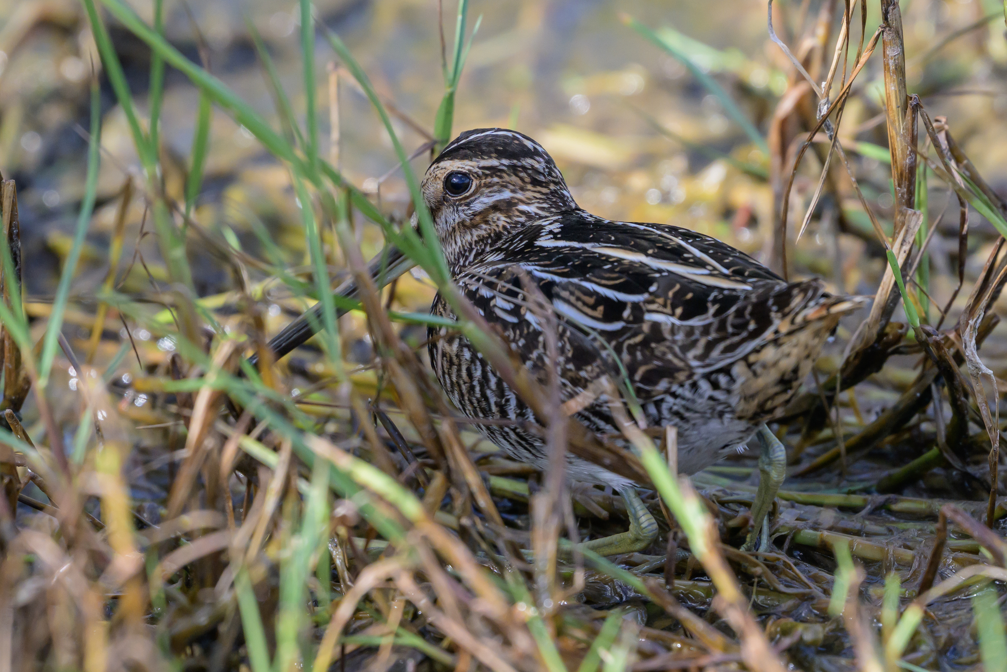 Wilson's Snipe