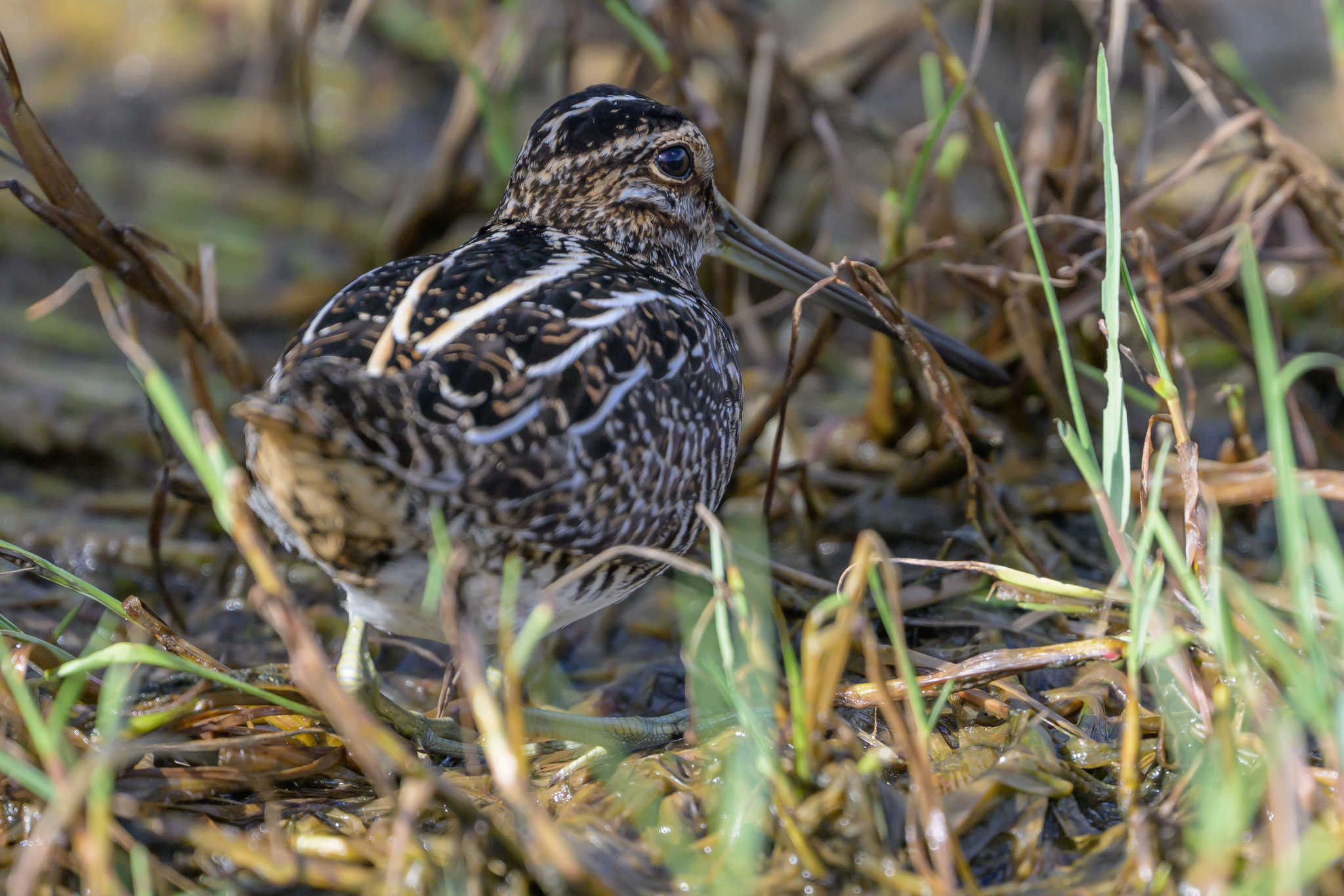 Wilson's Snipe