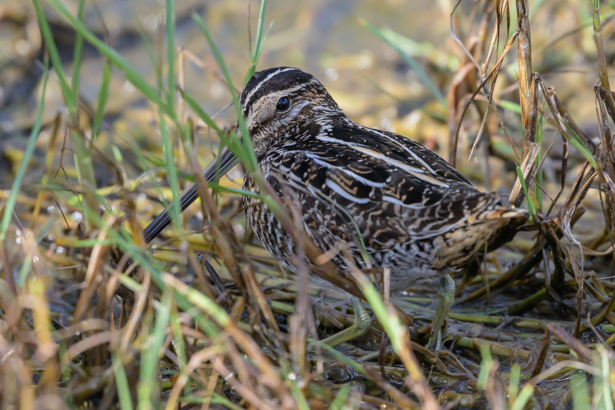 Wilson's Snipe