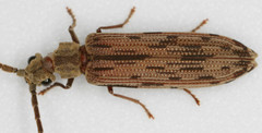 Tenomerga cinerea