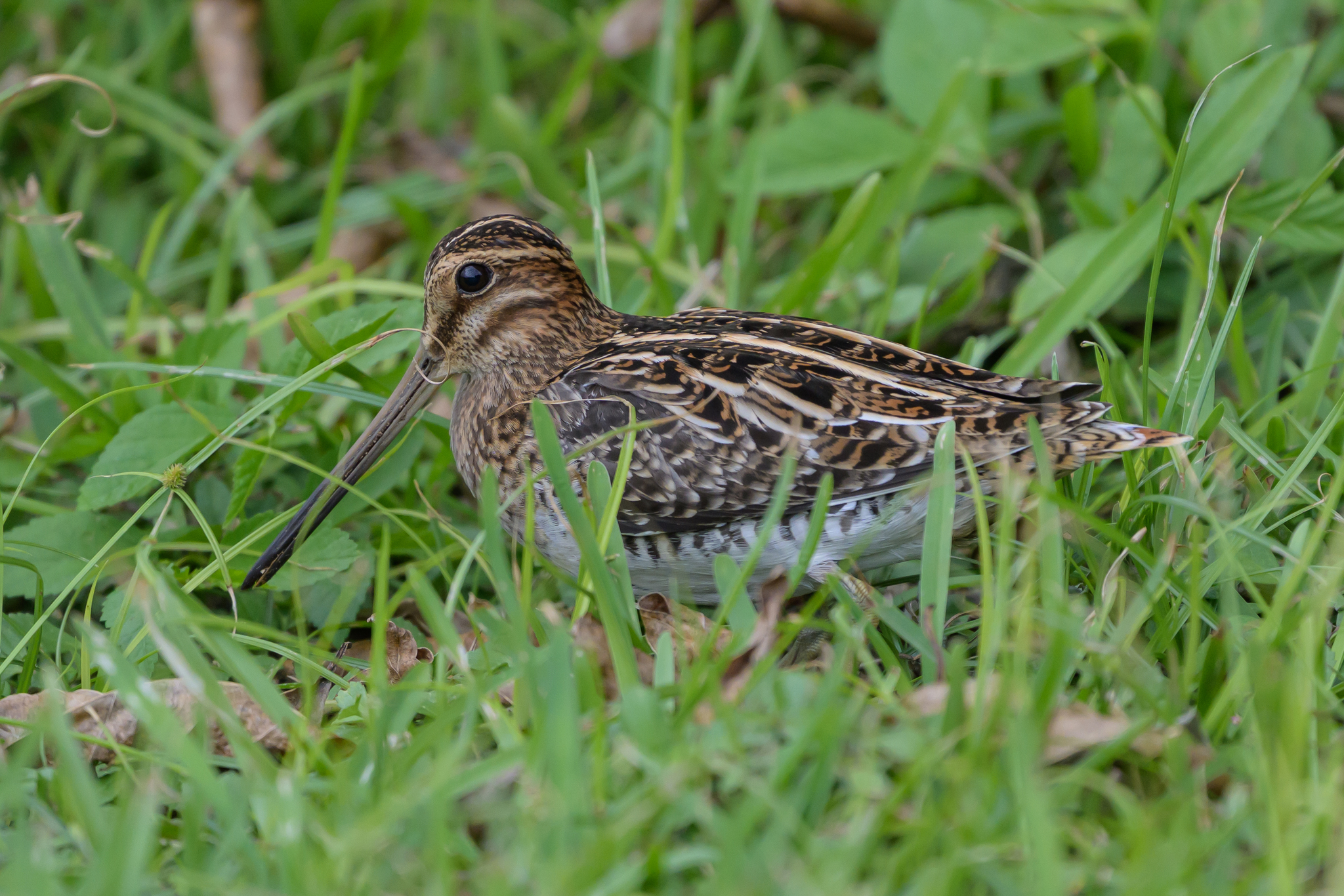Wilson's Snipe