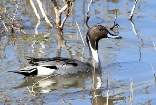 Northern Pintail