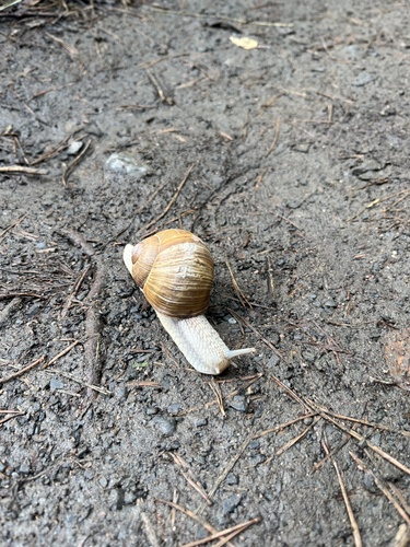 Helix pomatia