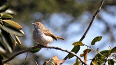 Calamonastes stierlingi