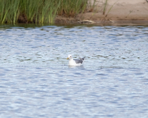 Short-billed Gull