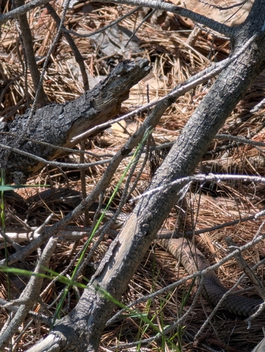 Eastern Brown Snake sighting