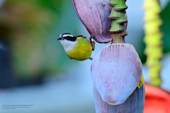 Coereba flaveola caboti