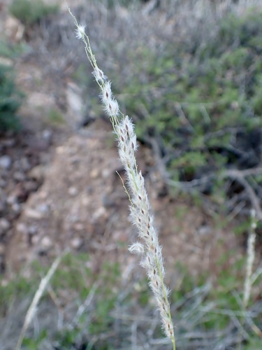 Arizona cottontop (Digitaria californica)