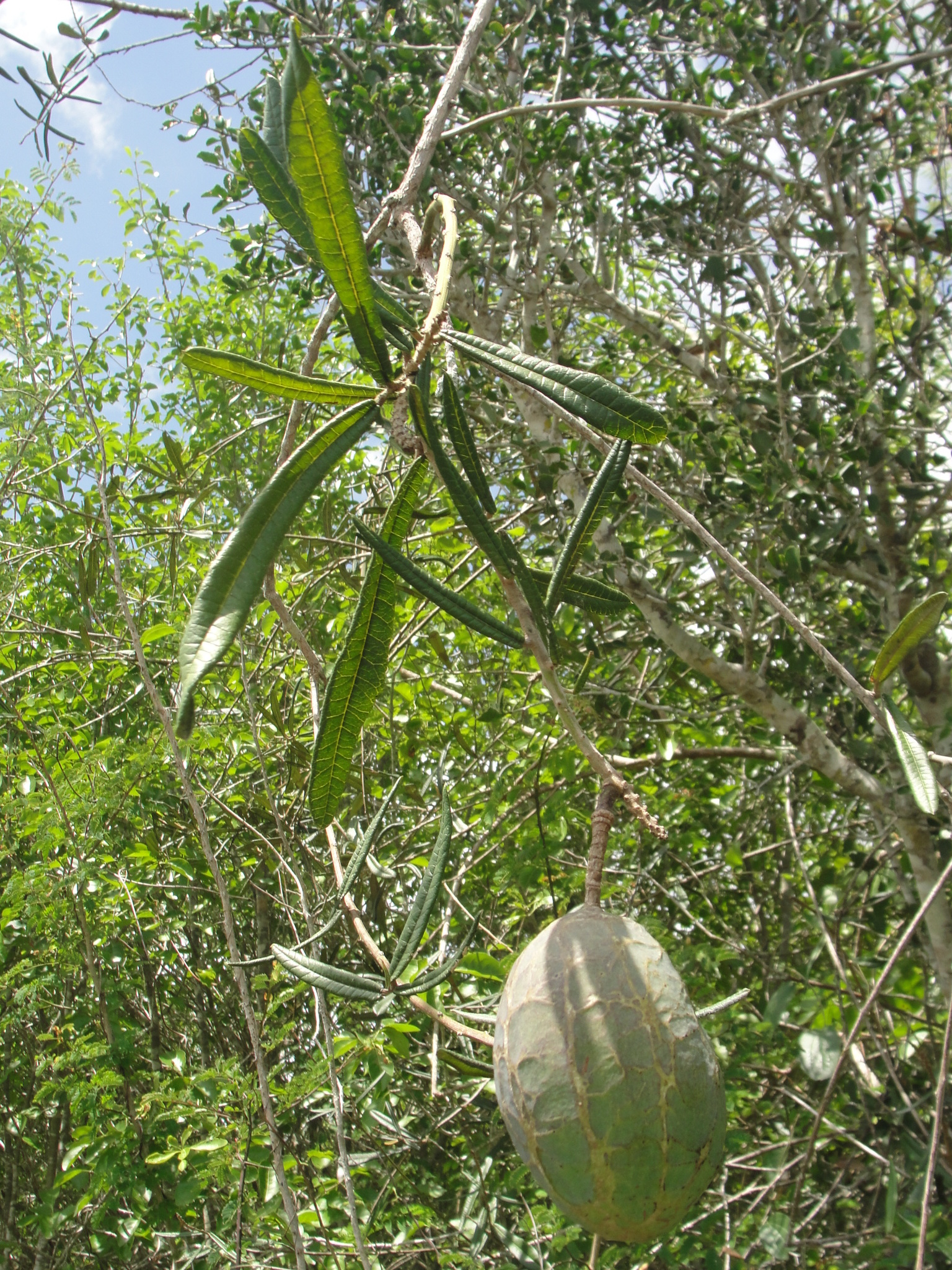 Morisonia longifolia
