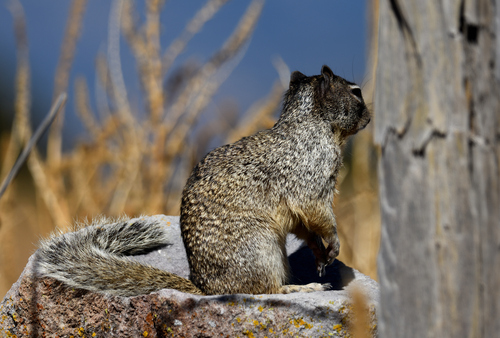 Rock Squirrel