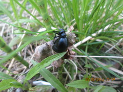 Meloe brevicollis