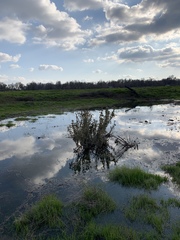 Malacothamnus fremontii