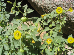 Physalis crassifolia infundibularis