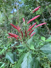 Justiciinae