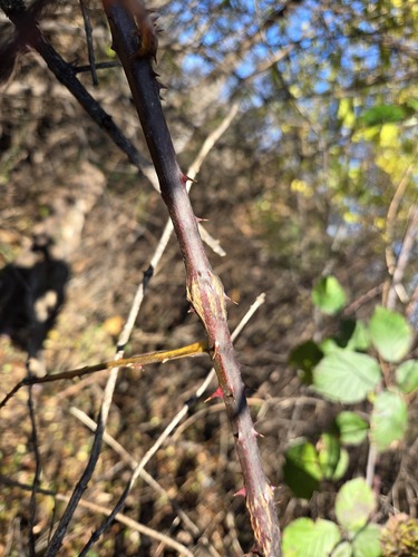 Unknown species found near Franklintown, Baltimore, MD, USA