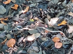 Mastigodryas boddaerti