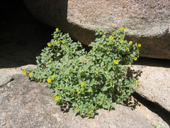 Physalis crassifolia infundibularis