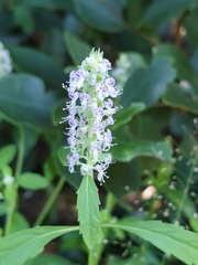 Platostoma menthoides