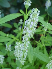 Platostoma menthoides
