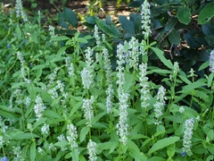 Platostoma menthoides