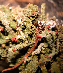 Cladonia didyma