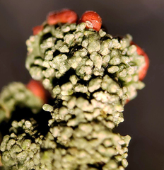 Cladonia didyma