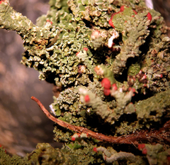 Cladonia didyma