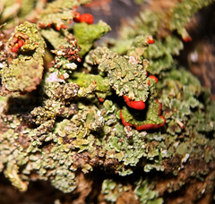 Cladonia didyma