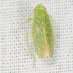 Rugosana