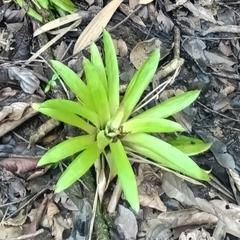 Guzmania lingulata