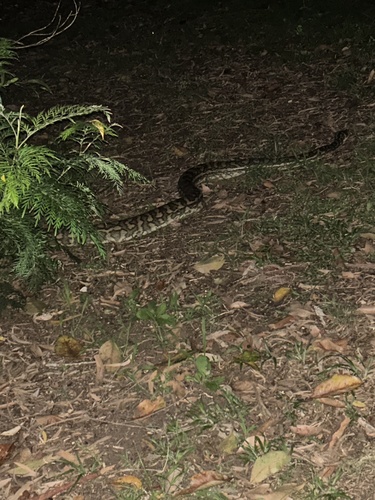 Coastal Carpet Python sighting