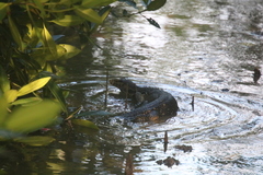 Varanus salvator celebensis