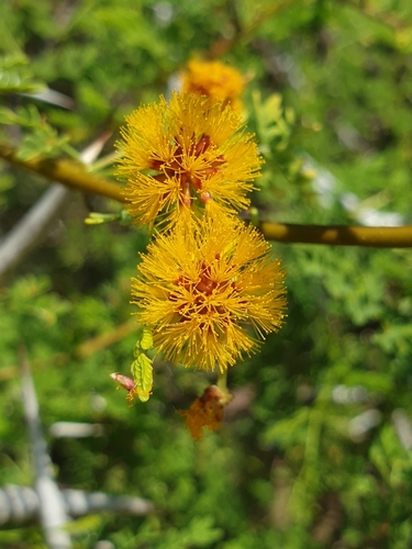 Vachellia eburnea, photograph 1