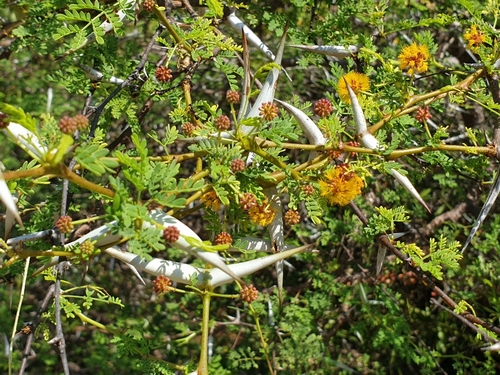 Vachellia eburnea, photograph 2