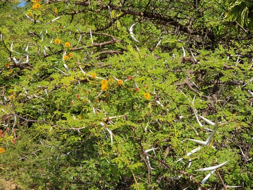 Vachellia eburnea, photograph 3