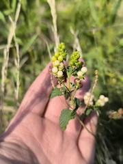 (c) Nico Yak, some rights reserved (CC BY) Lantana grisebachii, photograph (c) Nico Yak, some rights reserved (CC BY)