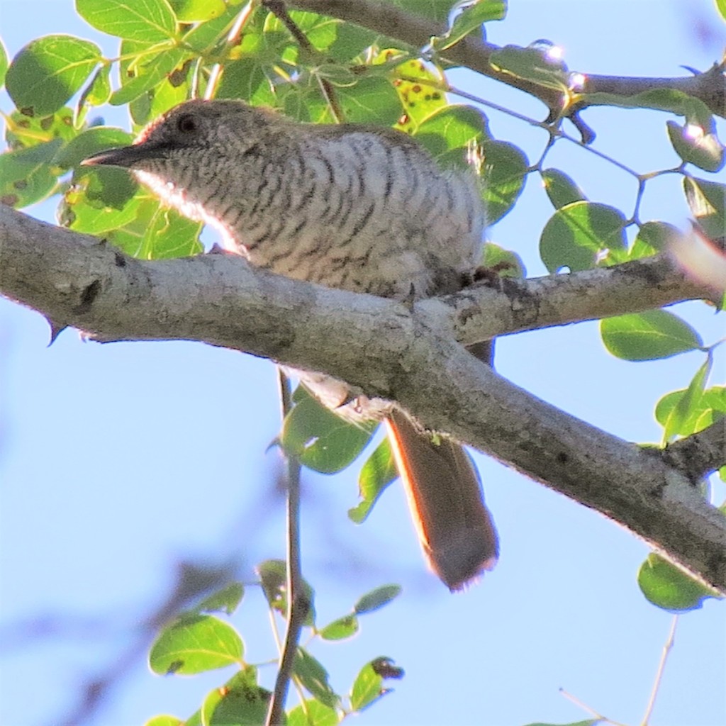 Stierling's Wren-Warbler